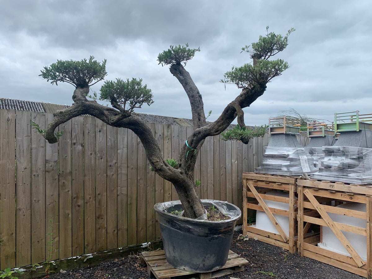 mature bonsai trees for sale 150+ Year Old Huge Olive Bonsai Tree Centre Piece – John Cowell Limited