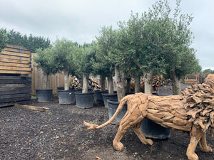 Large Potted Olive Tree