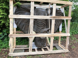 Huge Elephant Head