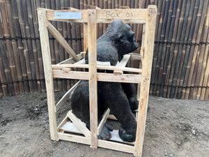 Lifesize Gorilla (PRE-ORDER NOW BACK IN STOCK 5 WEEKS)
