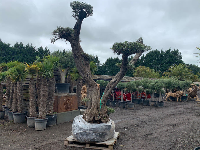 Massive 200+ Year Old Olive Bonsai Decorative Tree