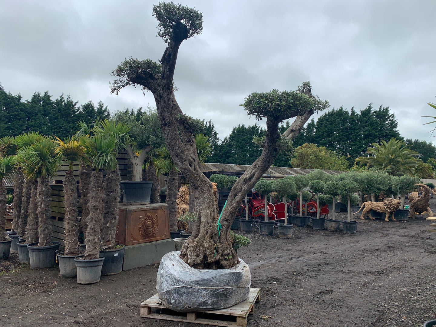 bonsai olive tree price Massive 200+ Year Old Olive Bonsai Decorative Tree – John Cowell Limited