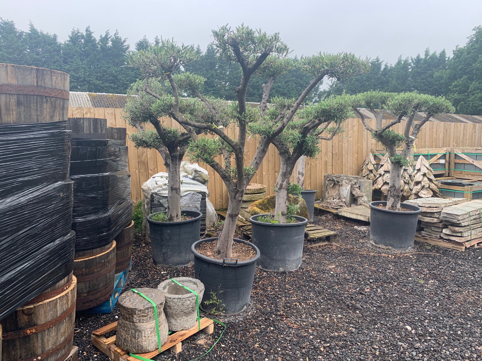 bonsai tree uk for sale Bonsai Trees – John Cowell Limited