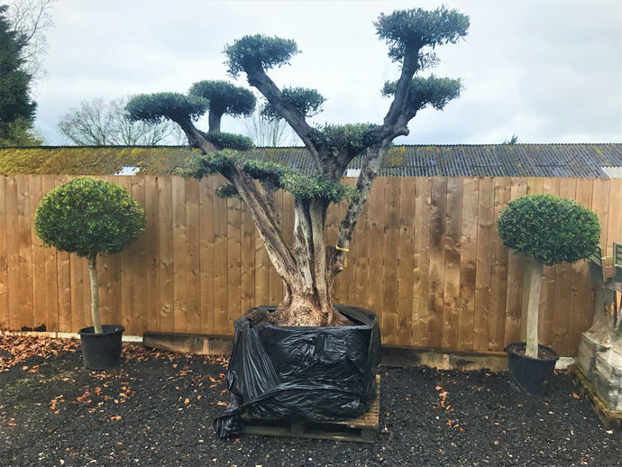200 Year Old Olive Tree
