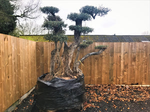 200 Year Old Olive Tree
