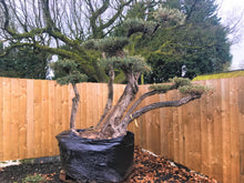 Load image into Gallery viewer, 200 Year Old Olive Tree