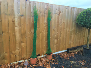 Totum Plants
