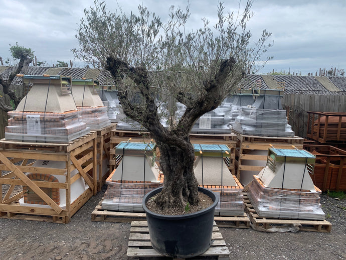 Decorative Ancient Olive Tree in Pot