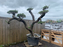 Load image into Gallery viewer, 150+ Year Old Huge Olive Bonsai Tree Centre Piece