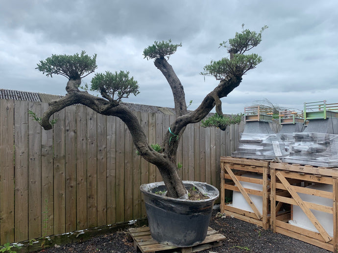 150+ Year Old Huge Olive Bonsai Tree Centre Piece