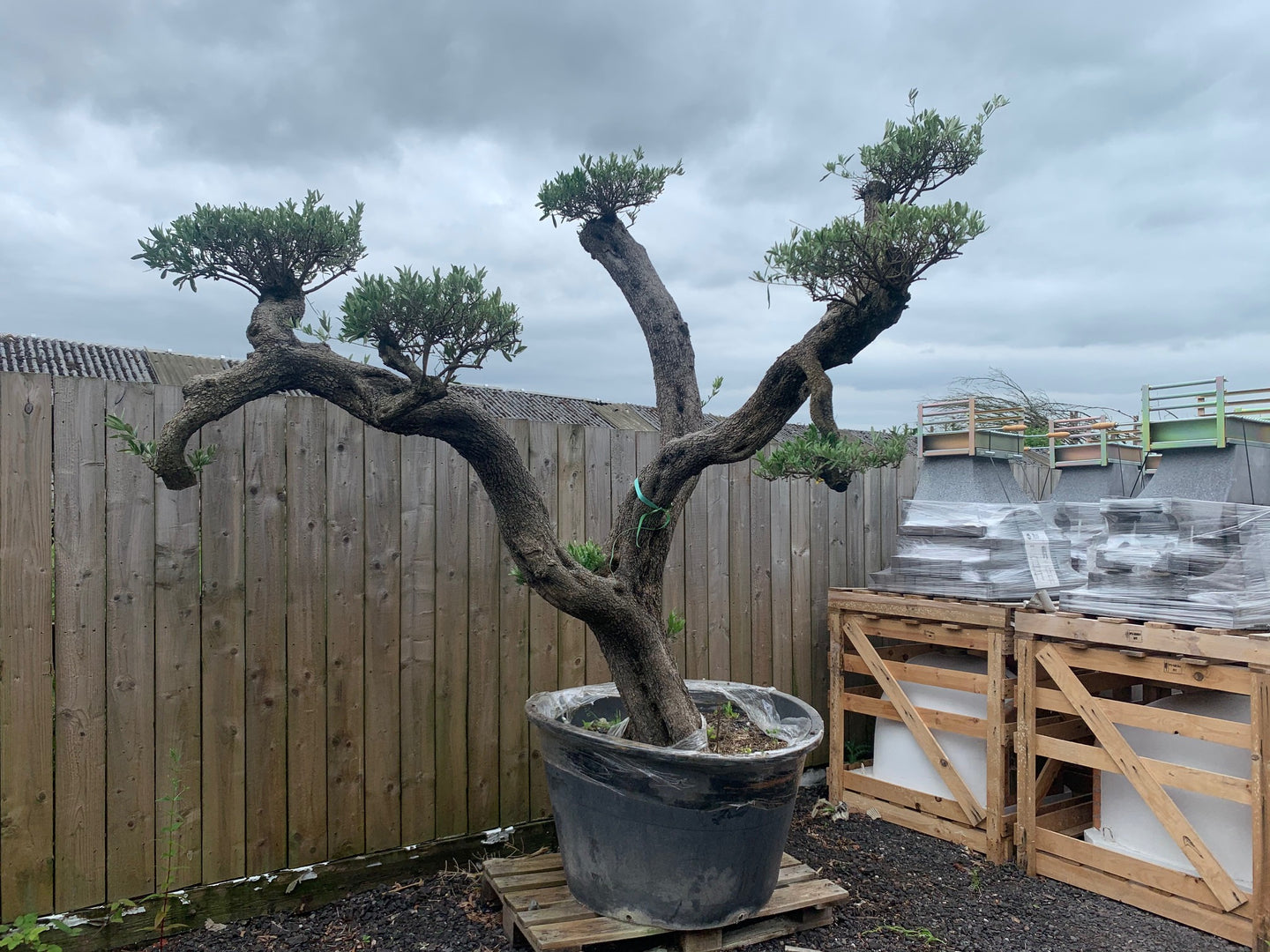 bonsai olive tree price 150+ Year Old Huge Olive Bonsai Tree Centre Piece – John Cowell Limited
