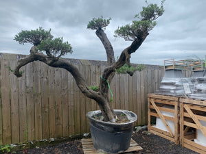 150+ Year Old Huge Olive Bonsai Tree Centre Piece