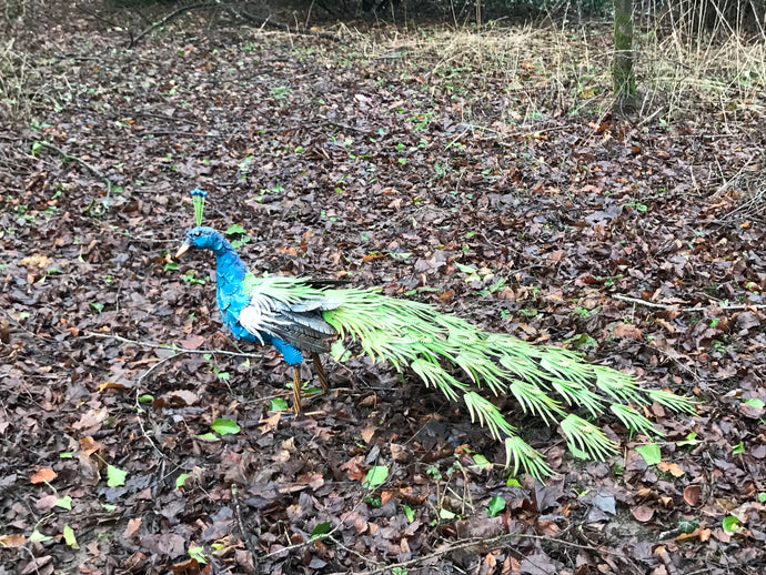 1.1m Long Painted Peacock
