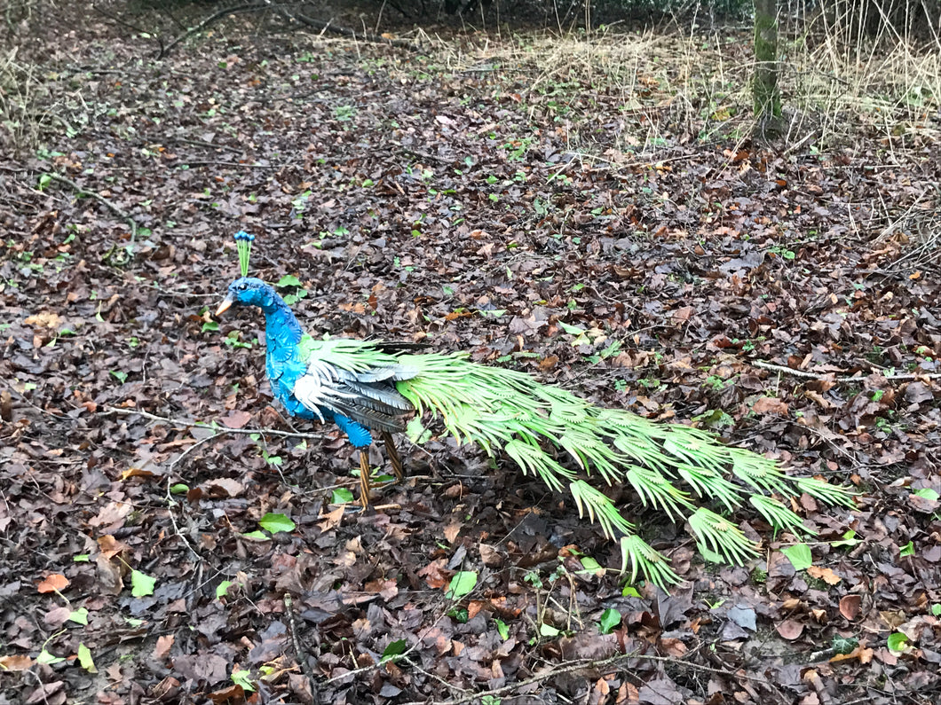 1.1m Long Painted Peacock
