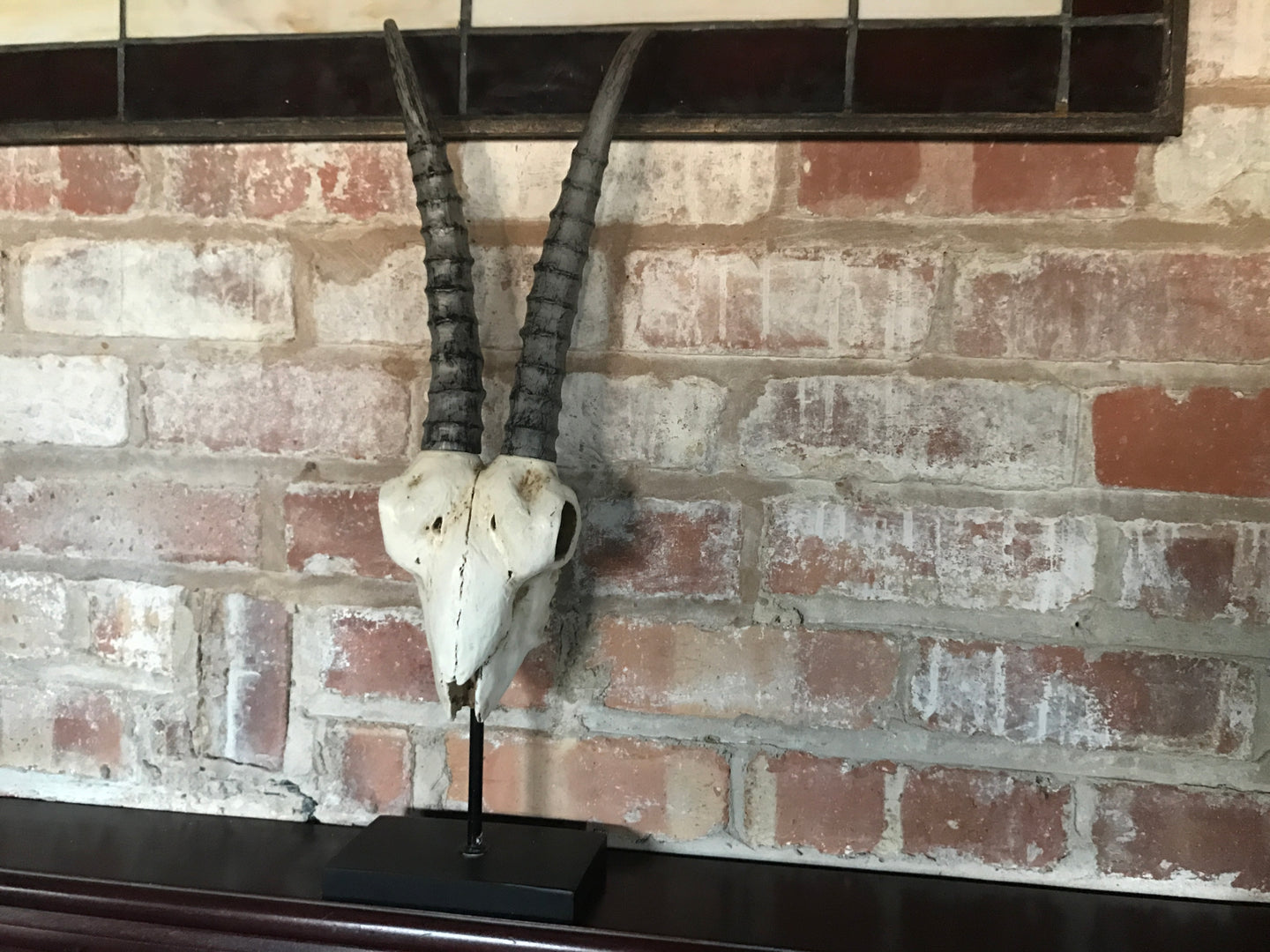Horn Skull