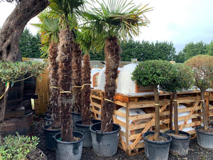 3m High Palm Tree