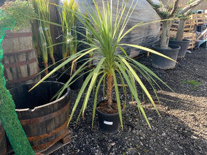 Large Potted Spikey Plant