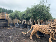 Load image into Gallery viewer, Large Potted Olive Tree