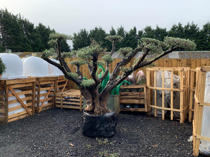 250 Year Old Olive Bonsai Tree