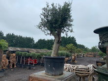 Load image into Gallery viewer, Large Potted Olive Tree