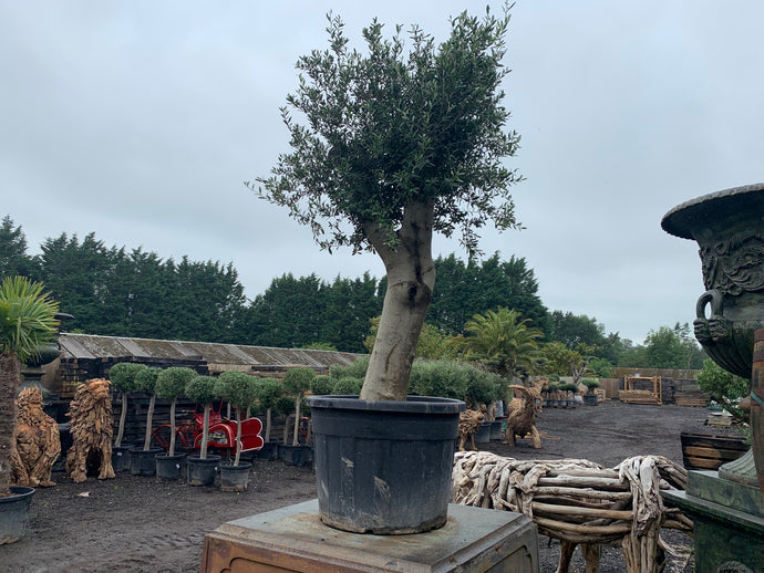 Large Potted Olive Tree