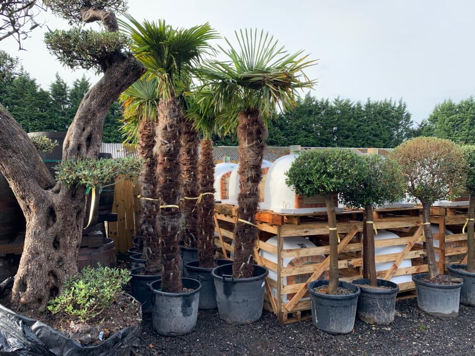 3m High Palm Tree