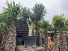 Load image into Gallery viewer, Large Potted Olive Tree
