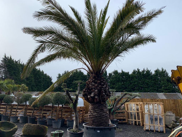 Huge Phoenix Canariensis Tree in Pot