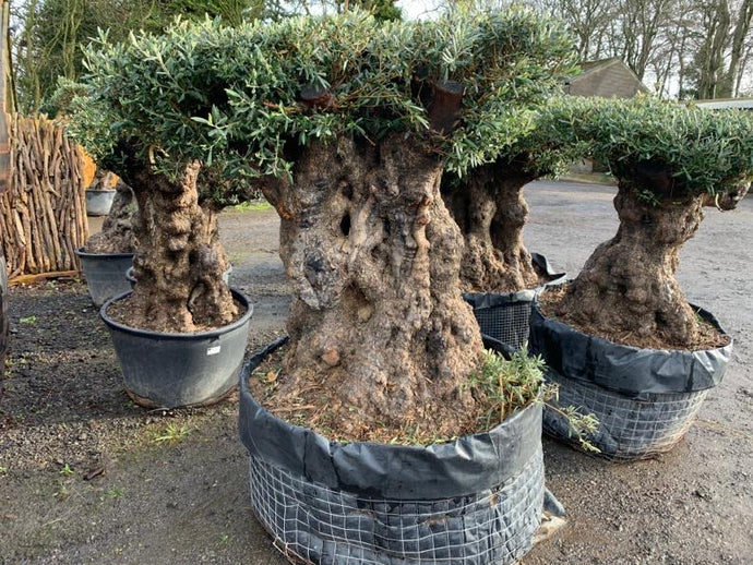 Massive Bonsai Table Top Tree