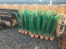 Load image into Gallery viewer, Totum Plants