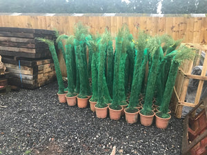 Totum Plants