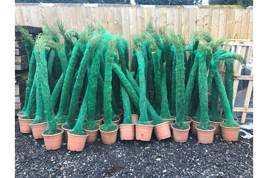 Totum Plants
